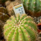 Echinopsis sp JL11-865.jpg